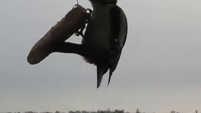 Дятел-аристократ (Woodpecker aristocrat ) смотреть онлайн