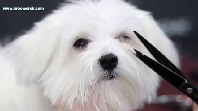 Maltipoo haircut - Grooming cute puppy смотреть онлайн