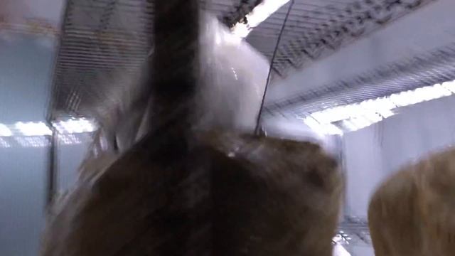 Hericium erinaceus 2018 January 04 IMG 5042 смотреть онлайн