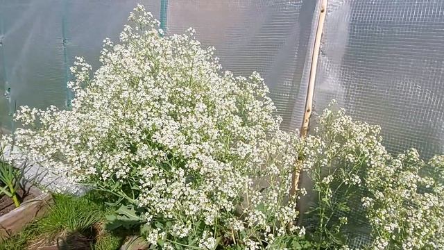 Катран- аналог хрена. Подкормки чеснока. смотреть онлайн