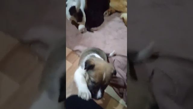 ДОБРЫЙ МУЖЧИНА ПРИЮТИЛ БЕЗДОМНУЮ СОБАКУ СО ЩЕНКАМИ смотреть онлайн