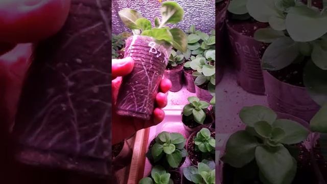 вегетативные цветы, черенки смотреть онлайн