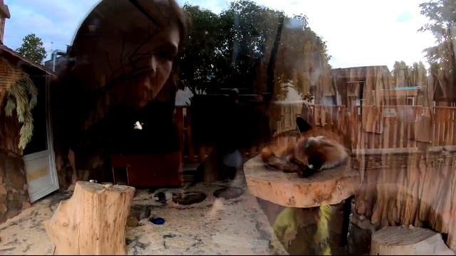 Обзор зоопарка в Санкт-Петербурге! смотреть онлайн