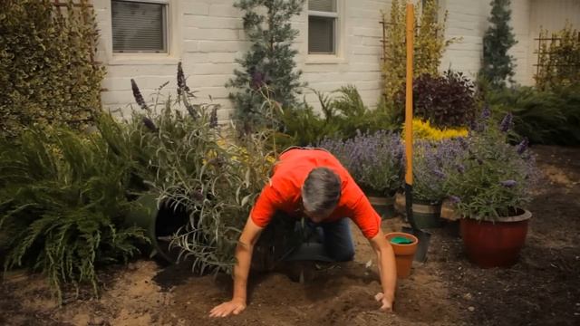 How Do I Plant & Care for a Butterfly Bush? : Garden Savvy смотреть онлайн