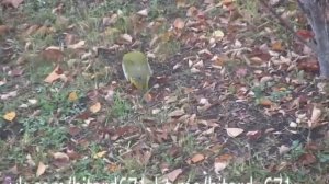 КРУПНАЯ ЗЕЛЕНАЯ ПТИЦА С КРАСНОЙ ГОЛОВОЙ И ДЛИННЫМ КЛЮВОМ | Увидено в дальнем Подмосковье