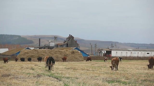 Красивые Коровы пасутся на лугу, ЖУЮТ ТРАВКУ, ЖВАЧКУ??♥️ смотреть онлайн