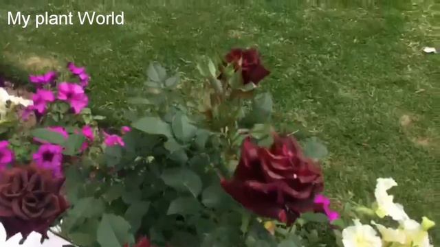 Beautiful roses petunia and pansies смотреть онлайн