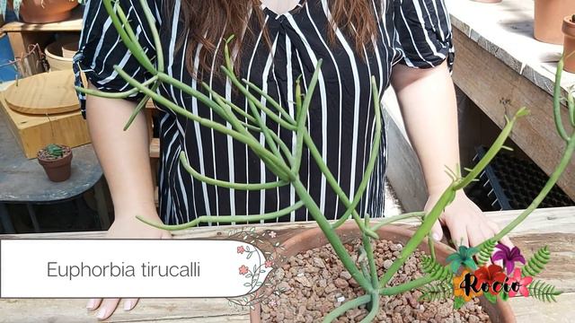 10 Suculentas Raras #Top10PlantasOriginales