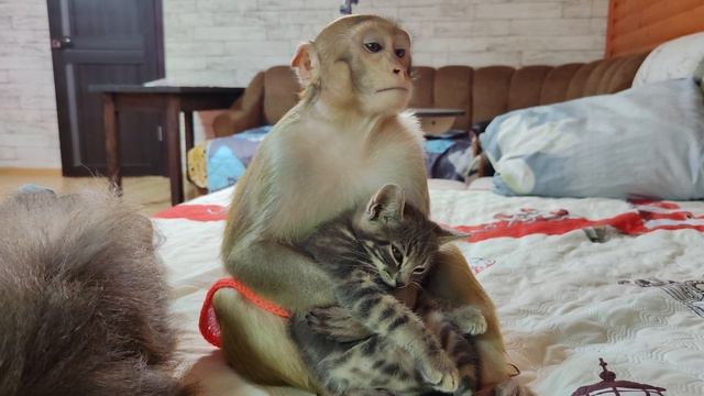 Обезьянки в своей игровой, счастливые и довольные👍😘 смотреть онлайн
