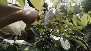 Обработка Битоксибациллином и Фитовермом Форте + обзор 2023 07 04