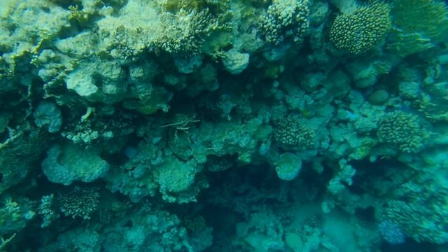 Съемки под водой рифа у отеля Reef Oasis Beach Resort в Шарм-эль-Шейхе (20210312 153051) смотреть онлайн