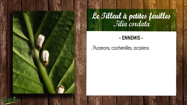 Tilleul à Petites Feuilles, Tilia Cordata : Fiche Botanique