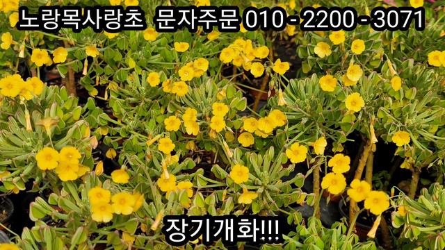 베란다, 실내식물, 공기정화식물 смотреть онлайн