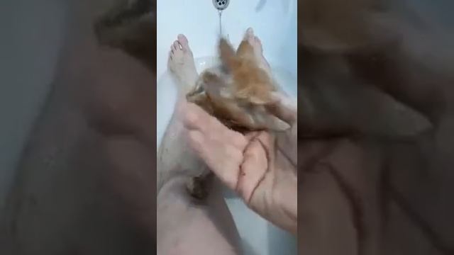 Приучаем котенка мейн кун к воде смотреть онлайн