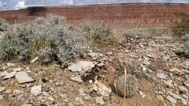 The Tumor Of Sprawl, Remedied By Halophytes And Rare Cacti