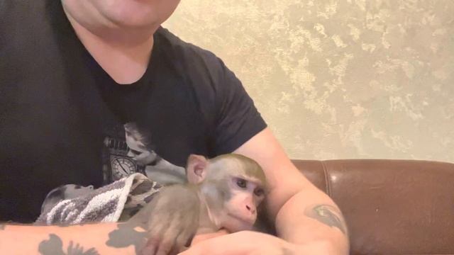 Продолжаем отвечать на вопросы ❤️?#макака #обезьяна #вопросответ смотреть онлайн