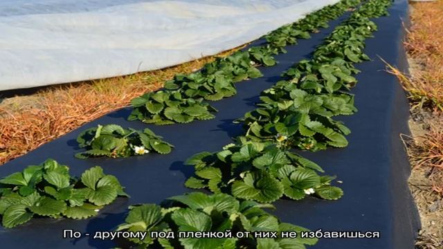 Как выбрать пленку для посадки клубники смотреть онлайн