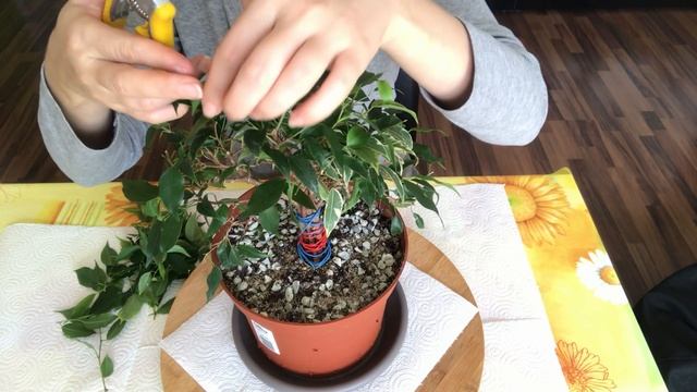БОНСАЙ из фикуса Бенджамина в домашних условиях. Формирование кроны. Часть IV смотреть онлайн