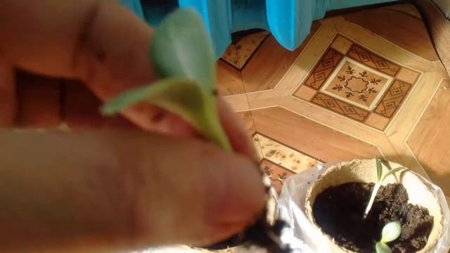 Пикировка АРТИШОКА. часть3. 21.02.2018г. смотреть онлайн