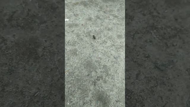 #жук -щелкун #насекомые смотреть онлайн