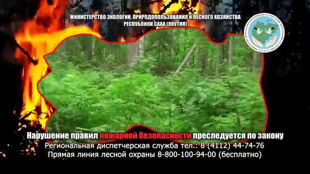 Лес наше общее богатство смотреть онлайн