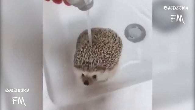 ПРИКОЛЫ С ЖИВОТНЫМИ / ЛУЧШАЯ #ПОДБОРКА СМЕХА! / СМЕШНЫЕ ЖИВОТНЫЕ КОШКИ СОБАКИ / БАЛДЁЖКА #3 смотреть онлайн