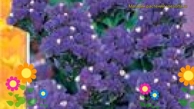 Статица Суприм синяя. Краткий обзор, описание характеристик limonium sinuatum Supreme sinyaya смотреть онлайн