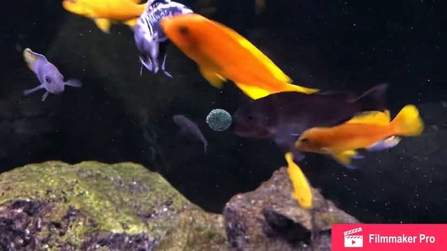African cichlids grazing on a krill tablet смотреть онлайн