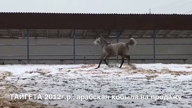Продажа лошадей арабской чистокровной породы, кобыла ТАЙГЕТА 2012г.р. смотреть онлайн