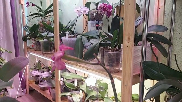 Отвечаю на вопросы о каттлеях, опылении фаленопсисовов и Красном ягуаре. смотреть онлайн