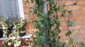 Плющ звичайний Hedera helix " Green Ripple  "