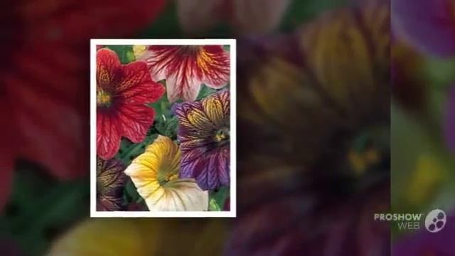 Salpiglossis - garden plants смотреть онлайн