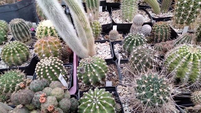 Продаю кактусы.Продажа деток эхинопсисов гибридных и ребуций.Echinopsis-Hybride.
