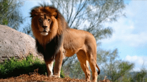 Почему лев – царь зверей?