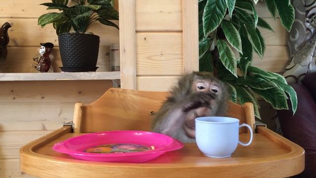 Театр одного актёра: Маша и оладушки с какао (Домашние макаки) смотреть онлайн