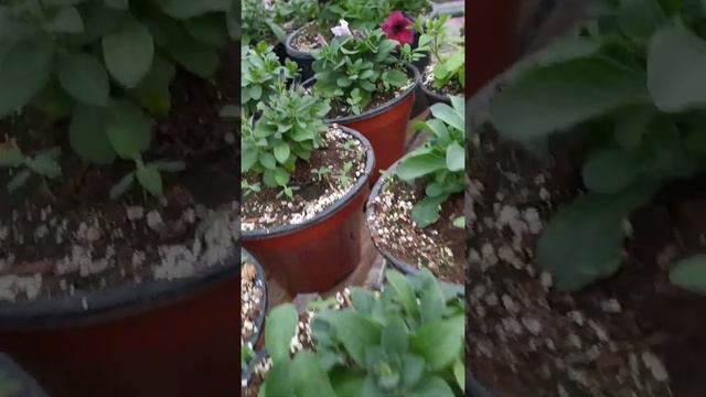 обзор теплицы с рассадой цветов,22 апреля. ампельная петунья в кашпо смотреть онлайн