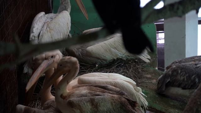 Первое пополнение этого года – в Московском зоопарке появился птенец кудрявого пеликана смотреть онлайн