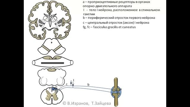 Пути Голля и Бурдаха: анимационная схема смотреть онлайн