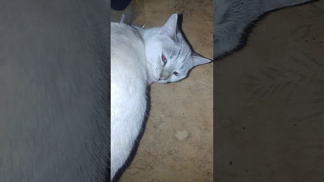 Чай "здоровье" плюс коты смотреть онлайн