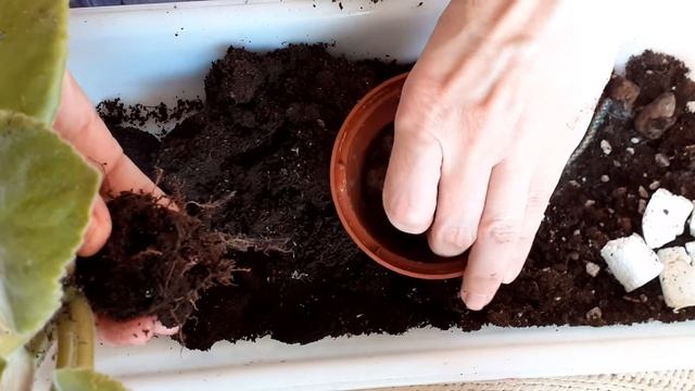 Пересаживаю взрослую фиалку в другой горшок. смотреть онлайн