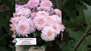 Ранние сорта хризантемы корейской!