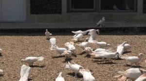Бакинские Широкохвостые голуби Кулиева Ильхама в Баку!