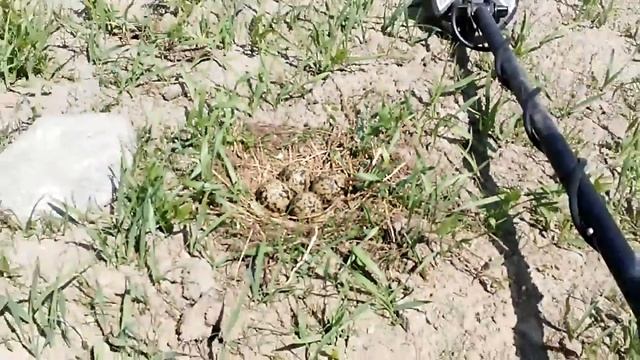 Яйца чайка гнездо смотреть онлайн