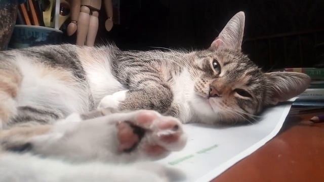 Говорящая кошка Заранее «Будьте здоровы!» и не мешайте спать! смотреть онлайн