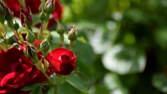 Сны летнего сада. Релакс. Для исцеления и сна. смотреть онлайн