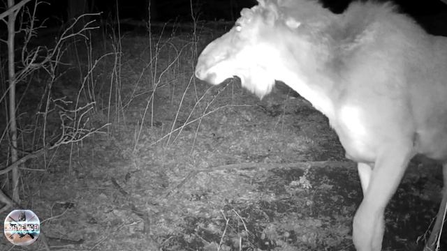 Лосинная тропа. Что кушают лоси зимой в лесу. Съёмка на фотоловушку смотреть онлайн