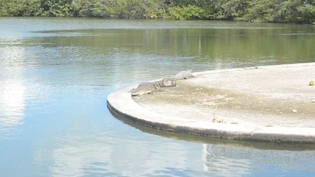 Сеноты Ик-Киль и Два глаза.Мексика.Волны в Канкуне.Сenotes Ik-Kil y Dos Ojos. смотреть онлайн