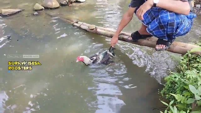 Cara Merenangkan Ayam Bangkok ‼️Agar Nafas Panjang dan Power Pukulan Meningkat смотреть онлайн