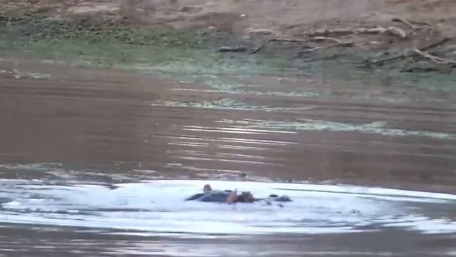 Djuma: Hippo marking side of dam wall and some displaying - 17:28 - 08/16/21 смотреть онлайн