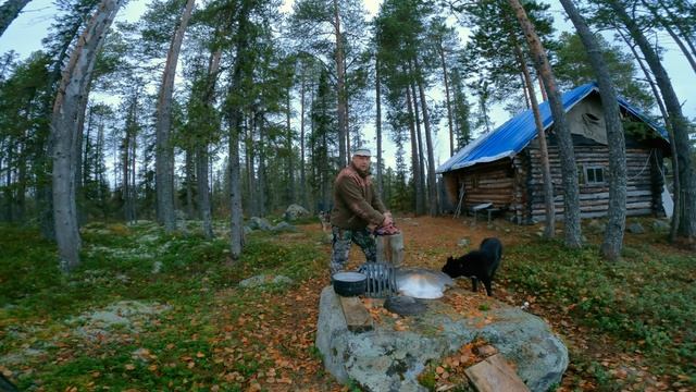 Охота на Глухаря с лайкой. смотреть онлайн
